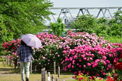 相模川ローズガーデンのバラの写真