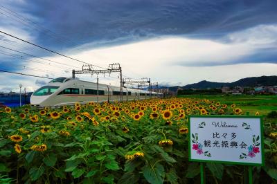 ヒマワリとロマンスカーの写真
