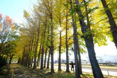 内陸工業団地のイチョウ