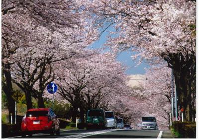 桜みちの桜の写真