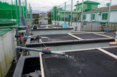 厚木あゆ種苗センターの写真