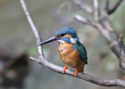 神奈川県自然環境保全センターの写真