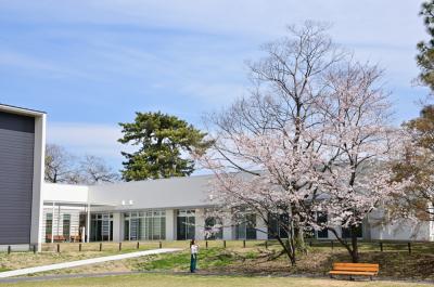 あつぎ郷土博物館のソメイヨシノの写真