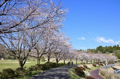 荻野運動公園の桜