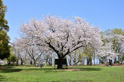 ぼうさいの丘公園の桜の写真