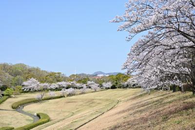 若宮公園の桜の写真