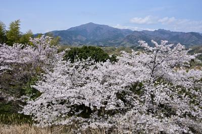 岩田山公園の桜の写真