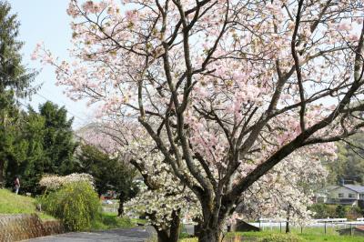 県自然環境保全センターのサクラの写真