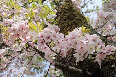 県自然環境保全センターのサクラの写真
