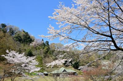 県立七沢森林公園さくらの園の桜の写真