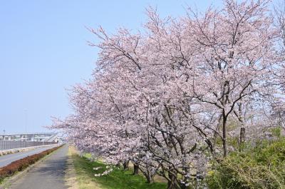 中依知青少年広場の桜の写真