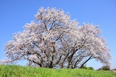 妻田東の中津川土手の桜の写真