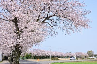 下川入の桜並木の写真