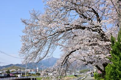 玉川沿いの桜の写真