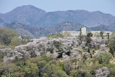 小町神社・小町緑地のソメイヨシノの写真