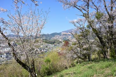 小町神社・小町緑地のソメイヨシノの写真