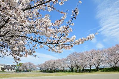 酒井青少年広場周辺の桜の写真