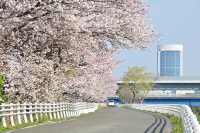 戸田の渡し跡周辺の桜の写真