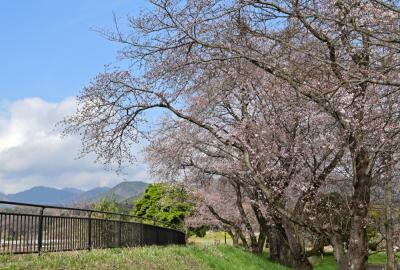 広町公園のソメイヨシノ写真