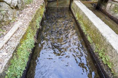 川魚料理ますやの写真