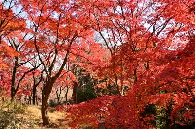 飯山七沢森林公園の紅葉