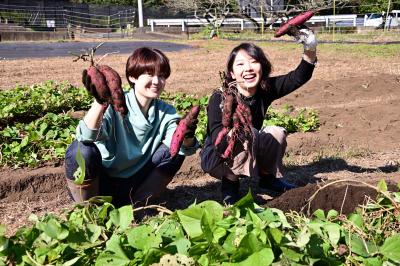 サツマイモ掘りの写真