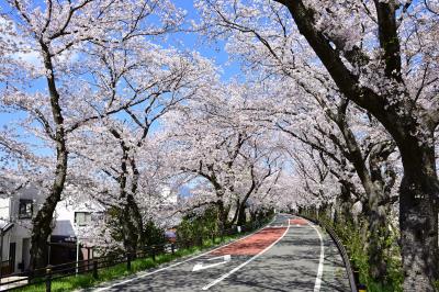 相模川三川合流点のサクラ