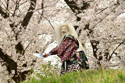 春・サクラ[天狐]相模川三川合流点での写真