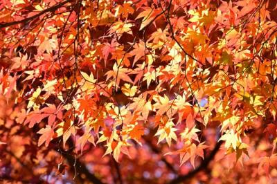 飯山白山森林公園の写真