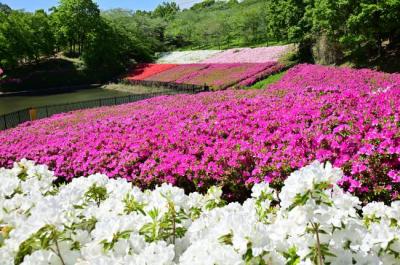 あつぎつつじの丘公園のツツジの写真