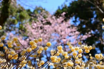 七沢森林公園のミツマタの写真