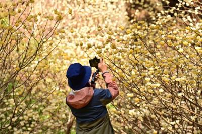 不動尻のミツマタの写真