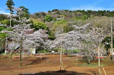 飯山白山森林公園のサクラの写真