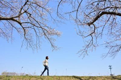 相模川三川合流点のサクラの写真