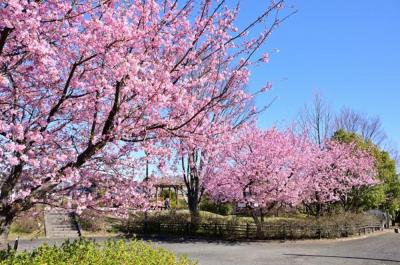 山中陣屋跡史跡公園のカワヅザクラの写真