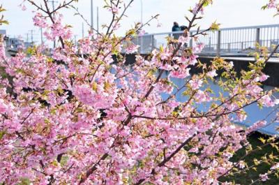 小鮎川土手・林妻橋周辺のカワヅザクラの写真