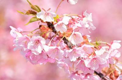 カワヅザクラの写真