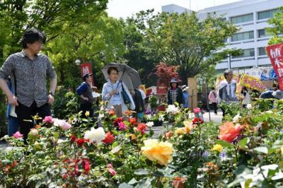 緑のまつりの写真