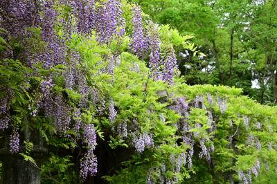 ふじだな公園のシダレフジの写真