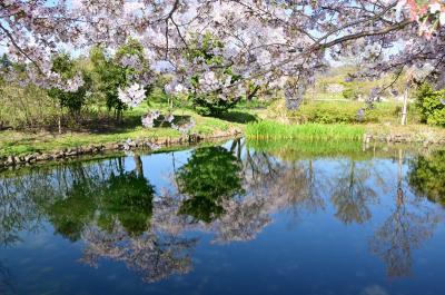 広町公園の桜の写真