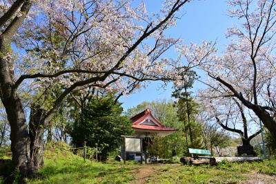 小町神社の桜の写真