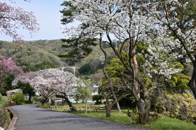 自然環境保全センターの桜の写真