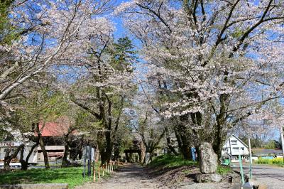 金剛寺の桜の写真