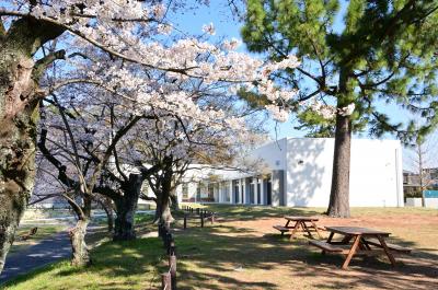 あつぎ郷土博物館の桜の写真