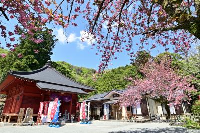 七沢観音寺のヤエザクラの写真