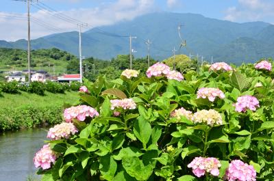 玉川沿いのアジサイの写真