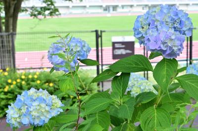 荻野運動公園のアジサイの写真