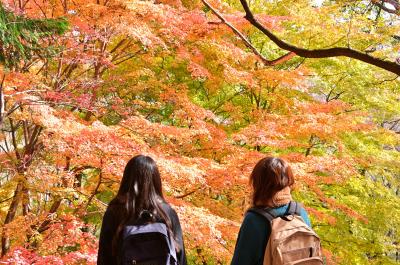 飯山白山森林公園紅葉