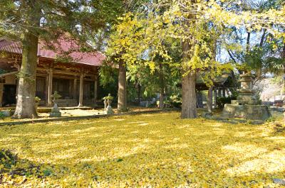 金剛寺のイチョウの紅葉