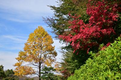 あつぎつつじの丘公園の紅葉の写真